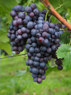 饱满紫葡萄挂于枝头