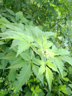 绿叶繁茂的黄荆特写