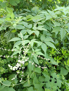 繁茂黄荆枝叶中的白色小花