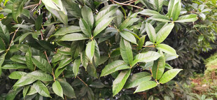 绿叶繁茂的植物景观