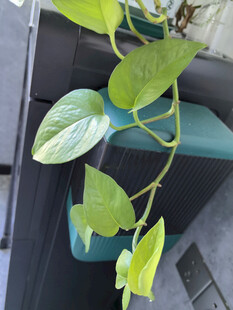 翠绿绿萝攀爬于容器边缘