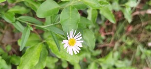 绿叶间的白色小雏菊