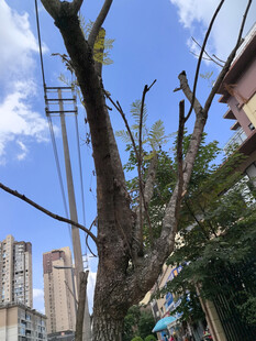 城市中枯树与高楼景象