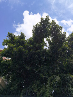蓝天绿树风景图
