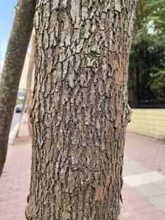 粗糙树皮特写