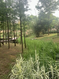 林间草地景观