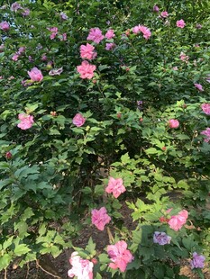 盛开的粉色花丛