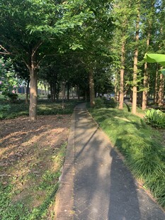 林间幽静小路