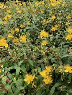 金黄灿烂的小花花海