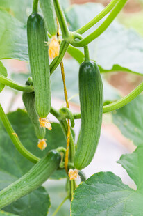 藤蔓上的鲜嫩丝瓜