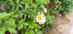 绿叶间的清新小白菊