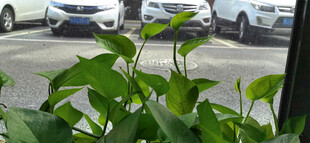 透明玻璃窗边绿植繁茂生长的景象