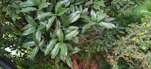 绿叶婆娑的繁茂植物
