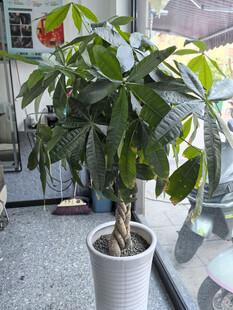 室内绿植盆栽鹅掌柴
