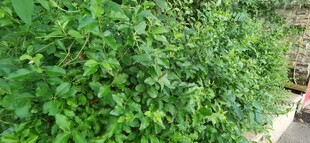 繁茂绿植景观