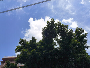 仰拍蓝天绿树景致