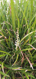 翠绿茂盛的野外麦冬花草植物