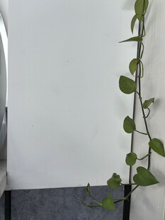 空白墙角藤蔓植物生机盎然