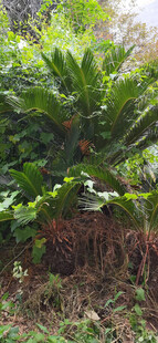 茂密铁树与绿植景观