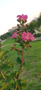 夕阳下草地上绽放的娇艳花朵