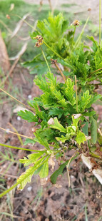 嫩绿菊花植株枝叶特写