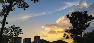 黄昏时分的城市树木景观