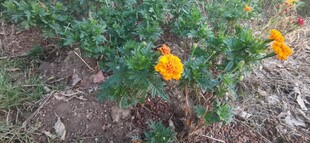 地上绽放的鲜艳小黄花