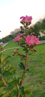 草地与枝头绽放的紫薇花