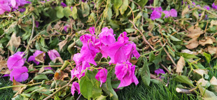 枯枝上艳丽的紫色三角梅花