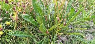 野外绿色杂草植物景观