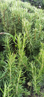 田野中的绿色植物