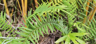 翠绿蕨类植物特写