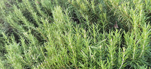 翠绿茂盛的迷迭香植物景观