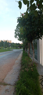 公园小道旁的绿植风景
