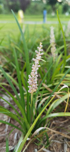 田野中的绿色禾本科植物