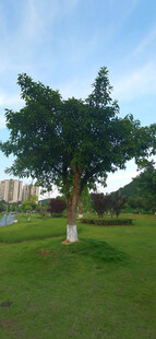 户外绿树草地风景图
