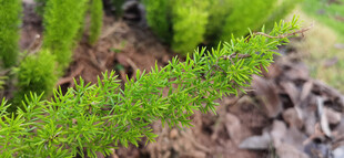 嫩绿狐尾天门冬植物特写