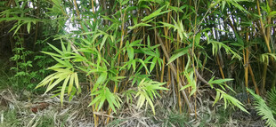 茂密丛林中的翠绿金竹