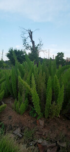 翠绿狐尾天门冬种植地