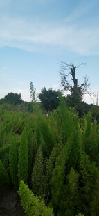 田野中的葱郁植物景观