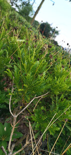 翠绿植物特写