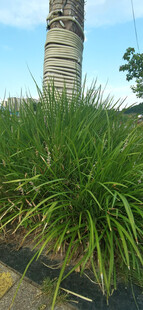 路边葱郁绿植景观