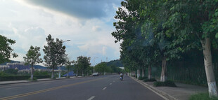 城市道路旁绿树成荫景象