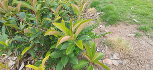 绿叶植物特写