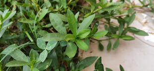 翠绿繁茂的野外植物
