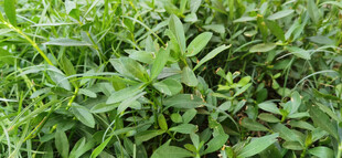 繁茂水豇豆绿植