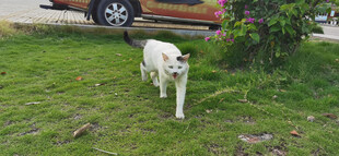 草地上的白色小猫