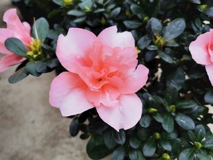 杜鹃花