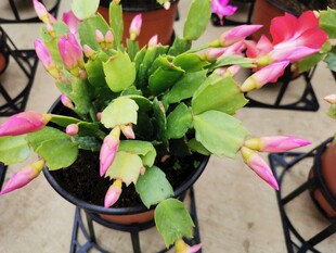 蟹爪兰花苞