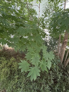 绿叶繁茂的植物景观